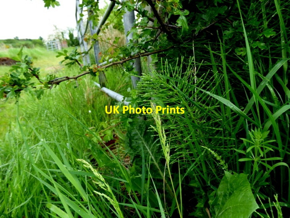 Photo 6"x4" Horse tail, Mullaghslin Glebe Milltown\/H5775 c2017