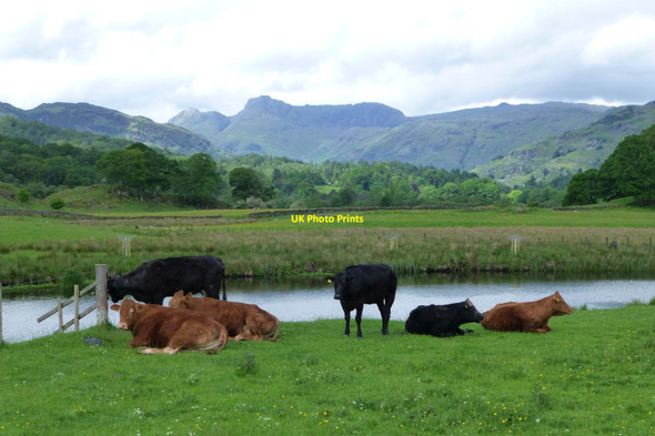 Photo 6"x4" Cattle beside the River Brathay Skelwith Bridge c2017