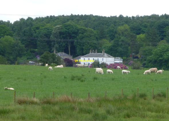 Photo 6"x4" Sheep in pasture beside the A69 Low Row\/NY5863 c2017