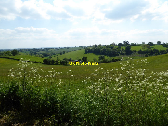 Photo 6"x4" Roadside cow parsley Woonton\/SO5462 c2017