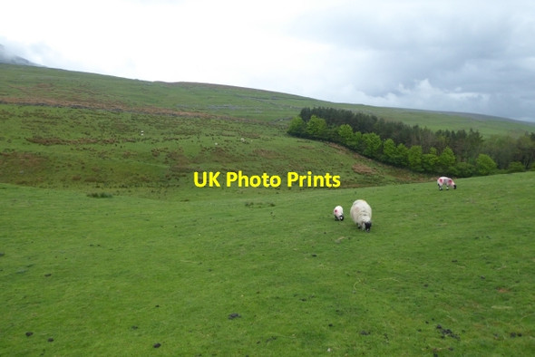 Photo 6"x4" Sheep beside Horton Scar Lane Brackenbottom c2017