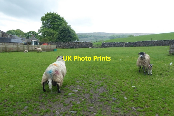 Photo 6"x4" Sheep in Horton Brackenbottom c2017