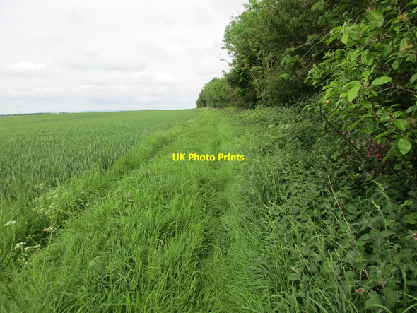 Photo 6"x4" Alongside Towthorpe Plantation Towthorpe\/SE9062 c2017