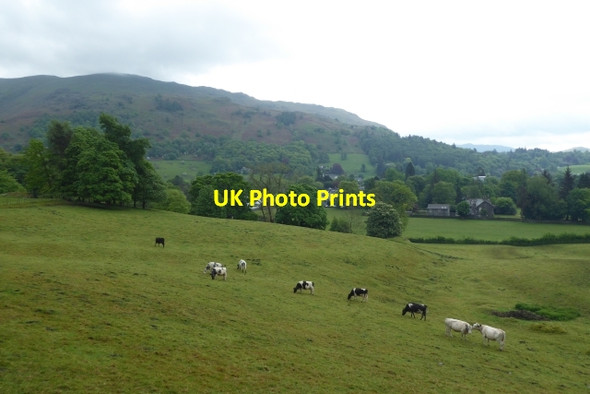 Photo 6"x4" Cow pasture at Allan Bank Grasmere\/NY3307 c2017