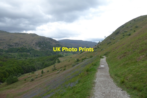 Photo 6"x4" Bluebells on Loughrigg Terrace Town End\/NY3406 c2017