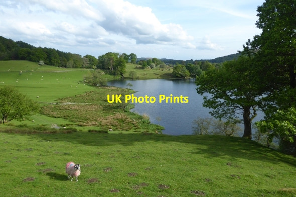 Photo 6"x4" Looking down on Loughrigg Tarn Skelwith Bridge c2017