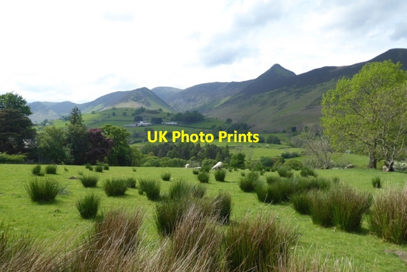 Photo 6"x4" Reeds growing near Little Town Little Town\/NY2319 c2017