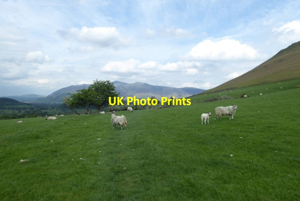 Photo 6"x4" Sheep grazing on the footpath Newlands\/NY2320 c2017