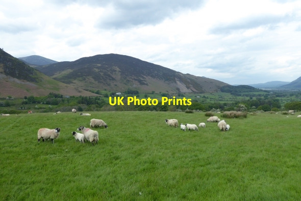 Photo 6"x4" Sheep near Skelgill Newlands\/NY2320 c2017