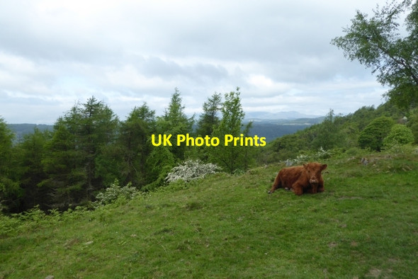 Photo 6"x4" Resting Cattle Lakeside\/SD3787 c2017