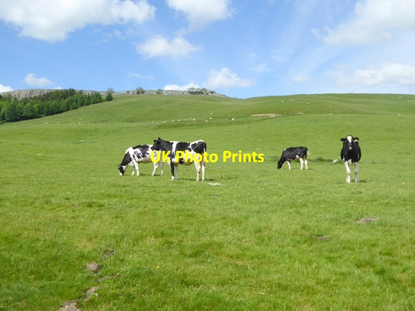 Photo 6"x4" Cattle below Knipe Scar Hawkswick c2017