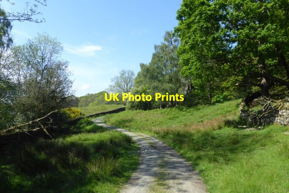 Photo 6"x4" Track to Moss Eccles Tarn Far Sawrey c2017