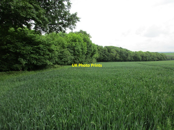 Photo 6"x4" Wheat field and Outfield Plantation Towthorpe\/SE9062 c2017