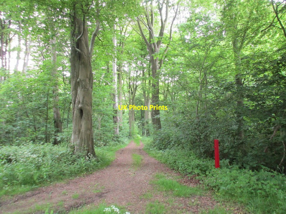 Photo 6"x4" Track into Avenue Wood Sledmere c2017