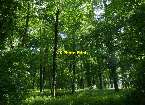 Photo 6"x4" Woodland near Rushford Heath Rushford\/TL9281 c2017
