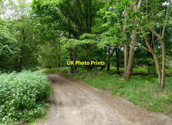 Photo 6"x4" Peddars Way at Bridgham Heath Bridgham c2017