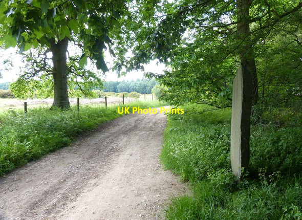Photo 6"x4" Peddars Way at the Stowbedon Plantation Pockthorpe\/TL9196 c2017