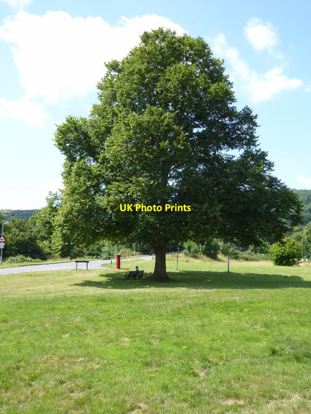 Photo 6"x4" Sycamore tree Great Malvern c2017