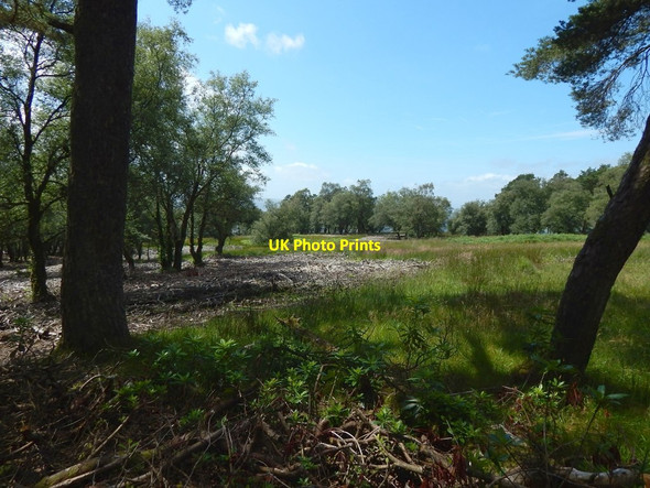 Photo 6"x4" A clearing in Black Wood Dumbarton c2017