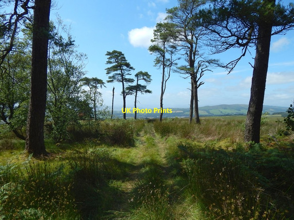 Photo 6"x4" A path through Black Wood Dumbarton c2017