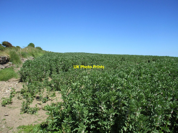 Photo 6"x4" Field of beans at Ballywilliam Churchtown\/W9463 c2017