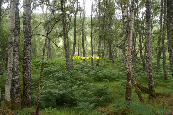 Photo 6"x4" Birch woodland at Fasnakyle Tomich\/NH3027 c2017