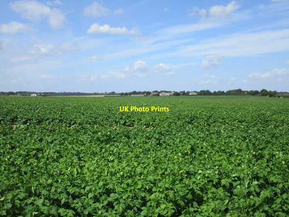 Photo 6"x4" Potato crop on Humbleton Moor Humbleton\/TA2234 c2017