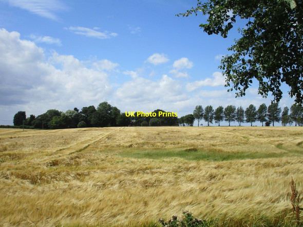 Photo 6"x4" Barley field at Mill Hill Humbleton\/TA2234 c2017