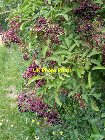 Photo 6"x4" Ripening elderberries Hawkwell\/TQ8591 c2017