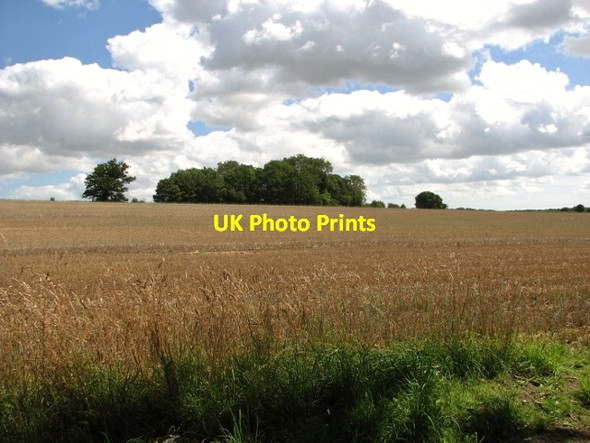 Photo 6"x4" Trees growing by a small pond Alpington c2017