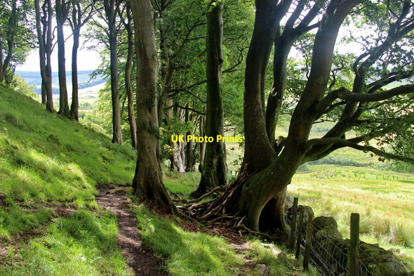 Photo 6"x4" Beech woods on Loudoun Hill Drumclog c2017