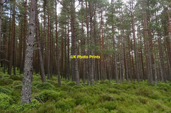 Photo 6"x4" Woodland east of Glenmore Lodge Allt B\u00e0n\/NH9909 c2017