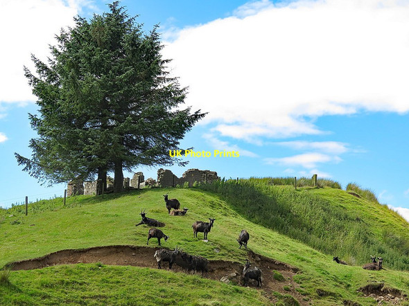 Photo 6"x4" Wild goats at Yearning Hall Yearning Hall c2017