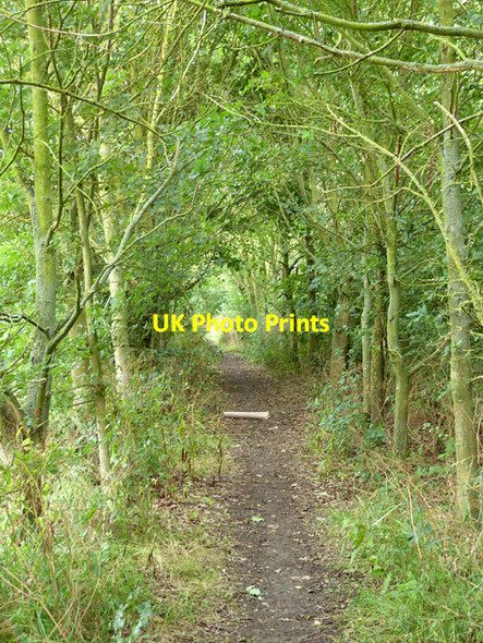 Photo 6"x4" Unofficial path Canewdon c2017