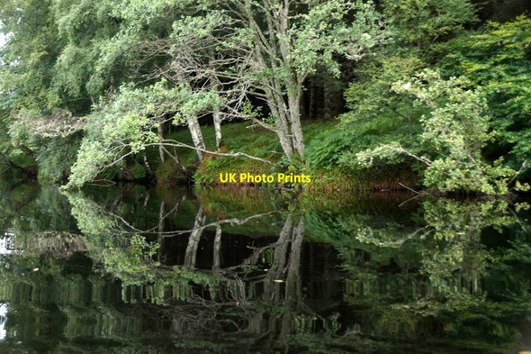 Photo 6"x4" Trees on Eilean Aigas Crask of Aigas c2017