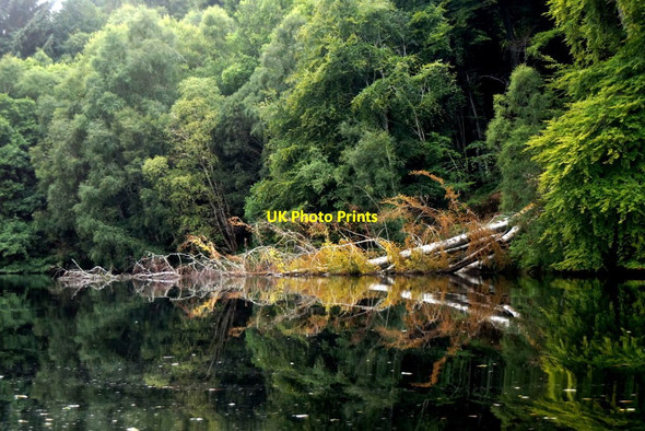 Photo 6"x4" Fallen tree beside the River Beauly Crask of Aigas c2017