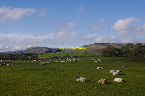 Photo 6"x4" Sheep outside Hawes Gayle c2016