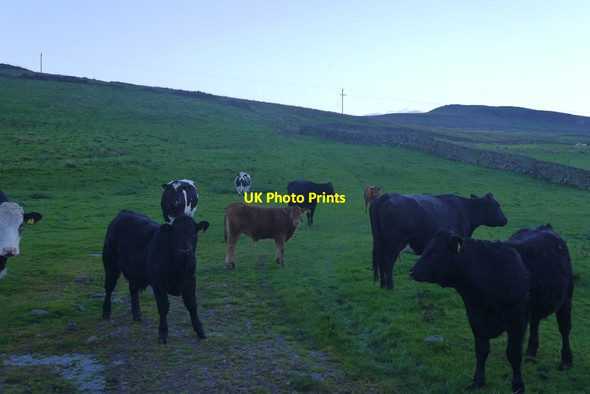 Photo 6"x4" Cattle, Bainbridge Low Pasture Countersett c2016