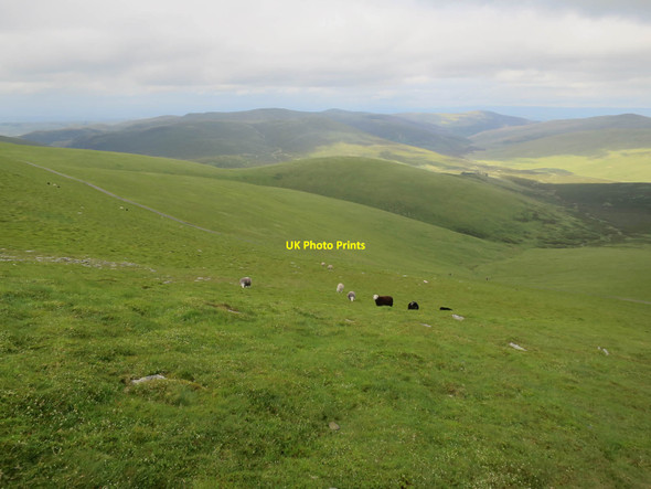 Photo 6"x4" Sheep on Little Man Millbeck\/NY2526 c2017