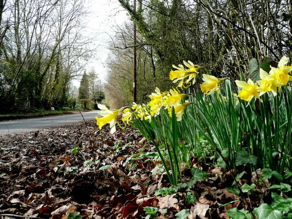 Photo 6"x4" Wild daffodils shining in March sunshine Upton Bishop c2009