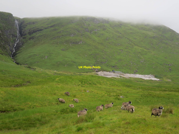 Photo 6"x4" Sheep and a gold mine Clifton\/NN3230 c2017
