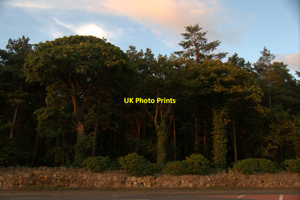 Photo 6"x4" Trees at Carberry Dalkeith\/NT3467 c2017