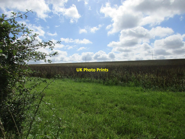 Photo 6"x4" Bean field near Beauworth Beauworth c2017