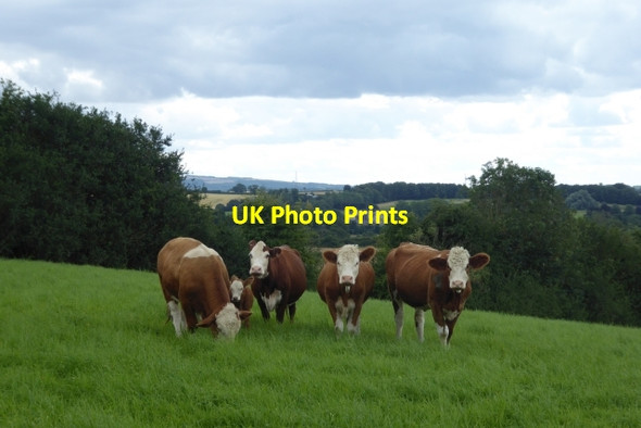 Photo 6"x4" Cattle on Crambe Bank Crambe c2017