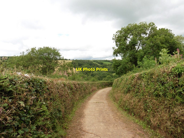 Photo 6"x4" Road to Coombland Chevithorne c2017