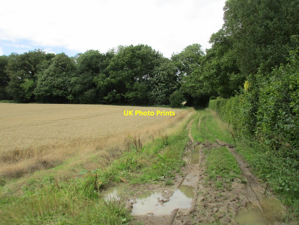 Photo 6"x4" Bridleway by Joan's Acre Bramdean c2017