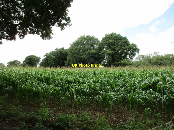 Photo 6"x4" Field of maize near Brockwood Kilmeston c2017