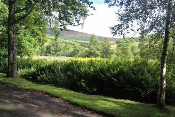 Photo 6"x4" Wooded farmland of Brux Kildrummy c2017