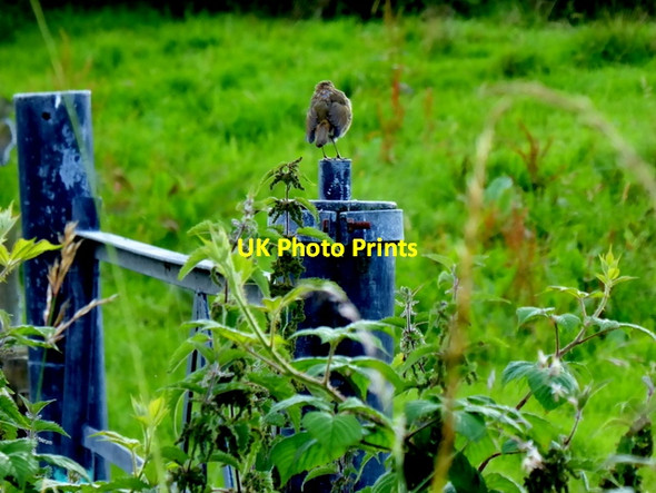 Photo 6"x4" Small bird, Envagh Drumquin c2017