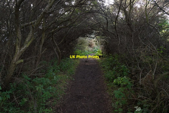 Photo 6"x4" Path through the bushes at Aberlady Bay Aberlady c2017